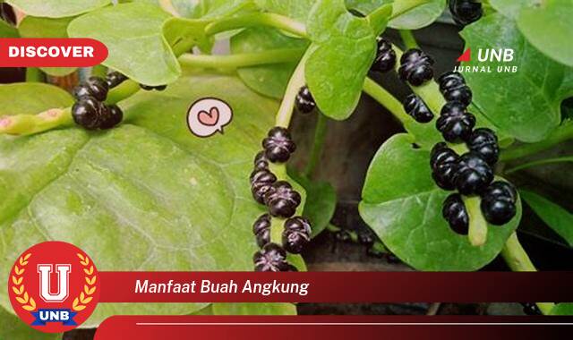 Temukan 9 Manfaat Buah Angkung untuk Kesehatan Tubuh Anda