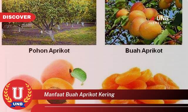 Temukan 8 Manfaat Buah Aprikot Kering untuk Kesehatan Anda