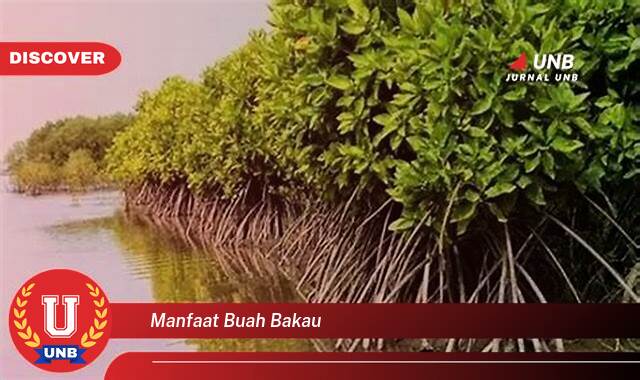 Inilah 8 Manfaat manfaat buah bakau yang Jarang Diketahui
