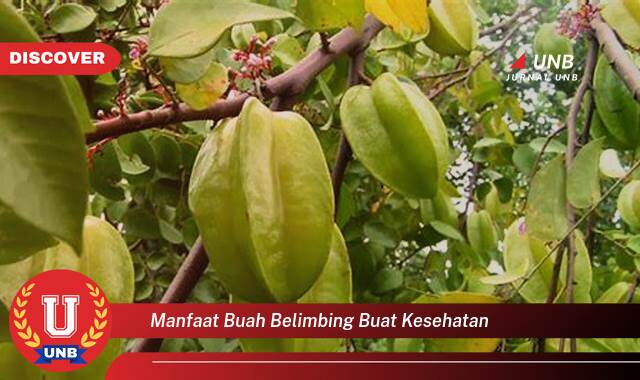 Inilah 9 Manfaat manfaat buah belimbing buat kesehatan yang Wajib Kamu Intip