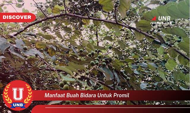 Temukan 10 Manfaat manfaat buah bidara untuk promil yang Bikin Kamu Penasaran