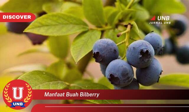 8 Manfaat manfaat buah bilberry yang Bikin Kamu Penasaran
