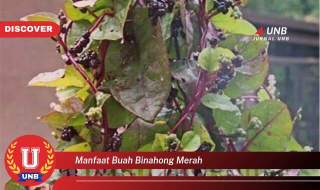 Inilah 10 Manfaat manfaat buah binahong merah yang tidak Semua Orang Tau