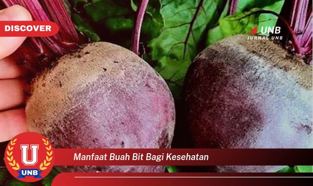 Temukan 8 Manfaat Buah Bit bagi Kesehatan, Dari Meningkatkan Stamina hingga Menjaga Kesehatan Jantung Temukan 8 Manfaat Buah Bit bagi Kesehatan, Dari Meningkatkan Stamina hingga Menjaga Kesehatan Jantung