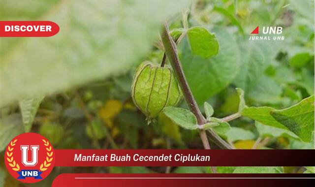 Ketahui 9 Manfaat manfaat buah cecendet ciplukan yang Wajib Kamu Intip