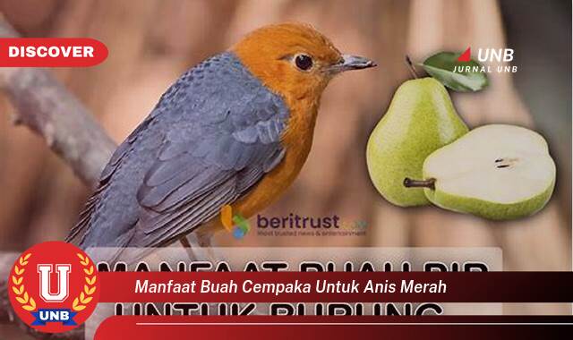 9 Manfaat manfaat buah cempaka untuk anis merah yang tidak Semua Orang Tau