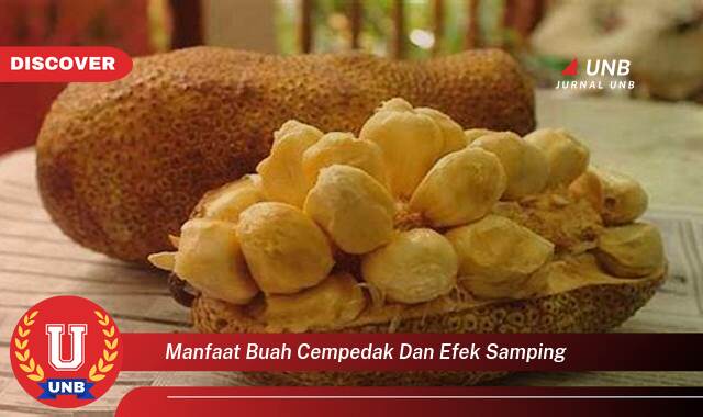 Temukan 9 Manfaat Buah Cempedak untuk Kesehatan dan Efek Samping yang Perlu Diwaspadai