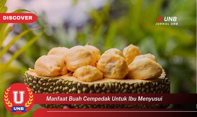 Inilah 9 Manfaat manfaat buah cempedak untuk ibu menyusui yang Wajib kamu ketahui