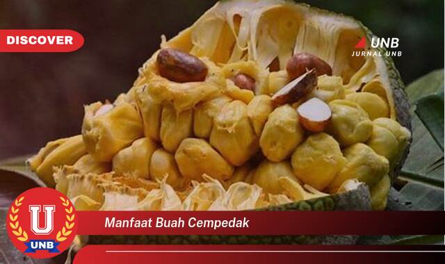 Temukan 10 Manfaat Buah Cempedak untuk Kesehatan Anda