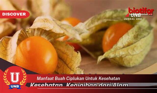 Temukan 9 Manfaat Buah Ciplukan untuk Kesehatan Tubuh Anda Secara Alami Temukan 9 Manfaat Buah Ciplukan untuk Kesehatan Tubuh Anda Secara Alami