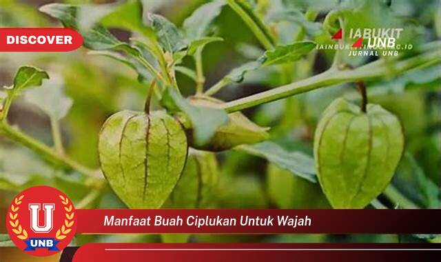 Temukan 10 Manfaat manfaat buah ciplukan untuk wajah yang tidak Semua Orang Tau