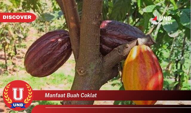Temukan 9 Manfaat Buah Coklat untuk Kesehatan, Kecantikan, dan Lainnya Temukan 9 Manfaat Buah Coklat untuk Kesehatan, Kecantikan, dan Lainnya