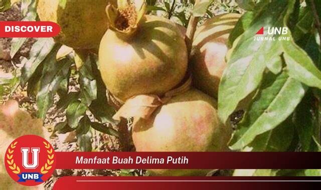 Temukan 9 Manfaat Buah Delima Putih untuk Kesehatan Anda yang Menakjubkan