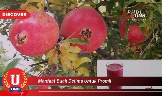 Inilah 8 Manfaat manfaat buah delima untuk promil yang Bikin Kamu Penasaran