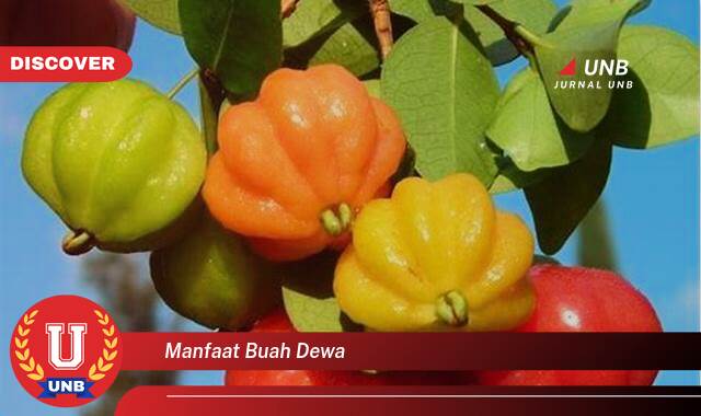 10 Manfaat manfaat buah dewa yang Wajib kamu ketahui