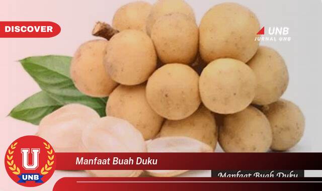 Temukan 8 Manfaat Buah Duku untuk Kesehatan Tubuh Anda Temukan 8 Manfaat Buah Duku untuk Kesehatan Tubuh Anda