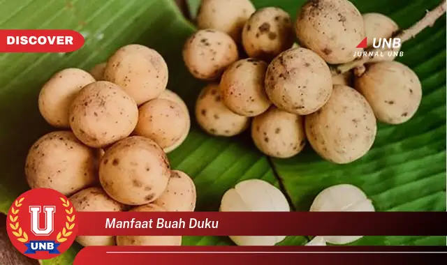 manfaat buah duku