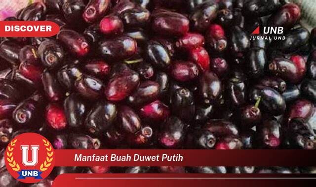 9 Manfaat manfaat buah duwet putih yang tidak Semua Orang Tau
