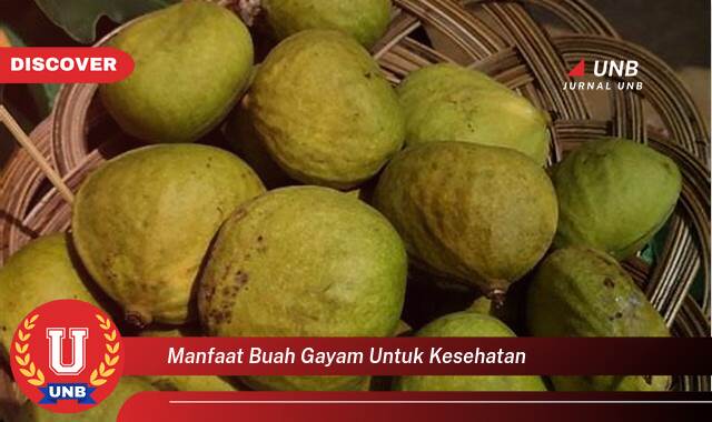 8 Manfaat manfaat buah gayam untuk kesehatan yang Bikin Kamu Penasaran