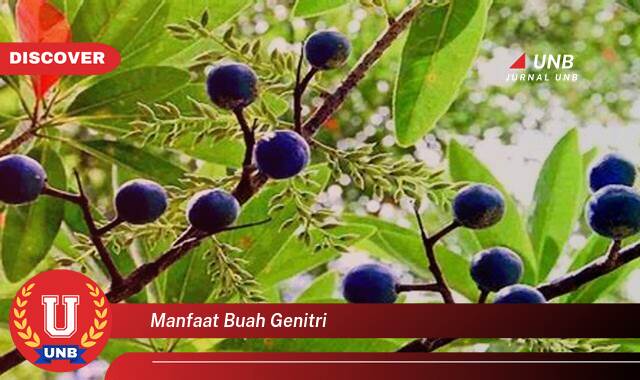 8 Manfaat manfaat buah genitri yang Bikin Kamu Penasaran