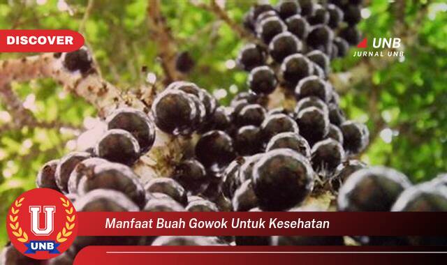 Inilah 9 Manfaat manfaat buah gowok untuk kesehatan yang Wajib Kamu Intip