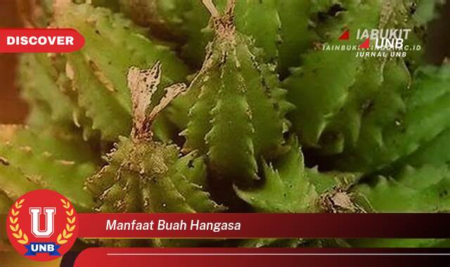 Temukan 8 Manfaat manfaat buah hangasa yang Bikin Kamu Penasaran