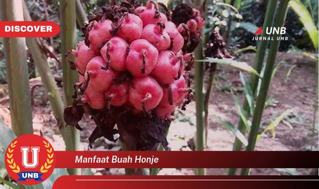 8 Manfaat manfaat buah honje yang Wajib kamu ketahui