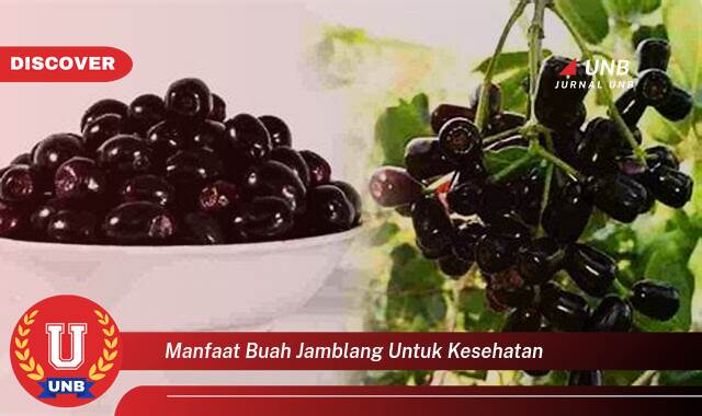 10 Manfaat manfaat buah jamblang untuk kesehatan yang Jarang Diketahui