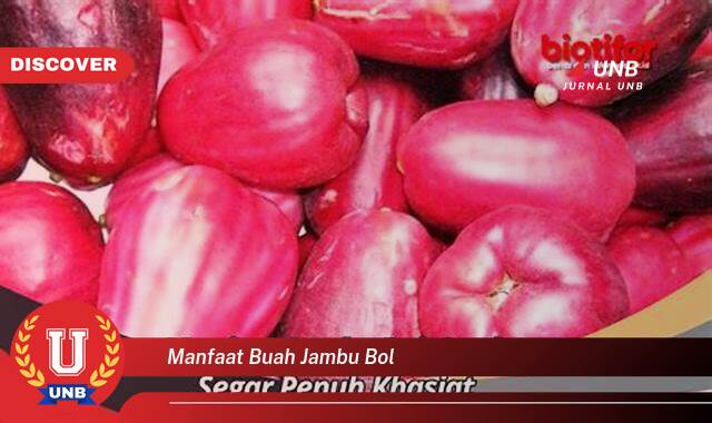 Inilah 10 Manfaat manfaat buah jambu bol yang Bikin Kamu Penasaran