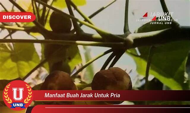 10 Manfaat buah jarak untuk pria yang Jarang Diketahui