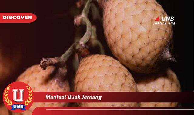 Ketahui 10 Manfaat manfaat buah jernang yang Jarang Diketahui