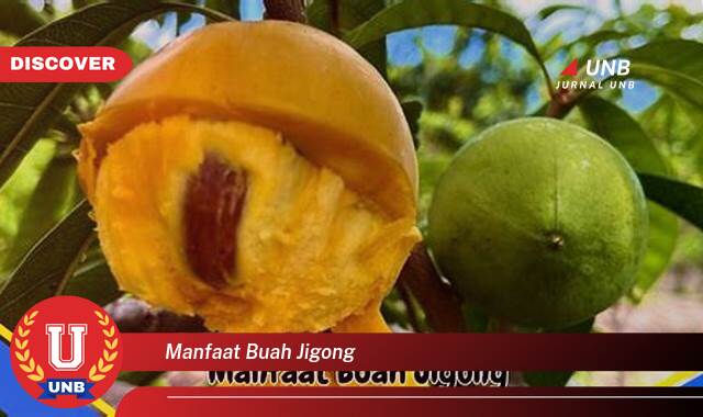 Temukan 10 Manfaat Buah Jigong untuk Kesehatan Tubuh Anda