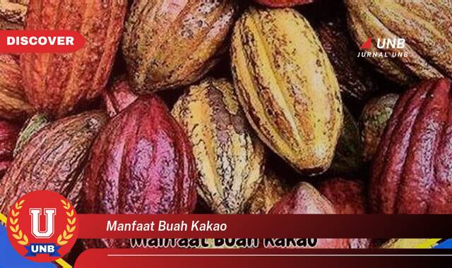 Ketahui 10 Manfaat manfaat buah kakao yang tidak Semua Orang Tau
