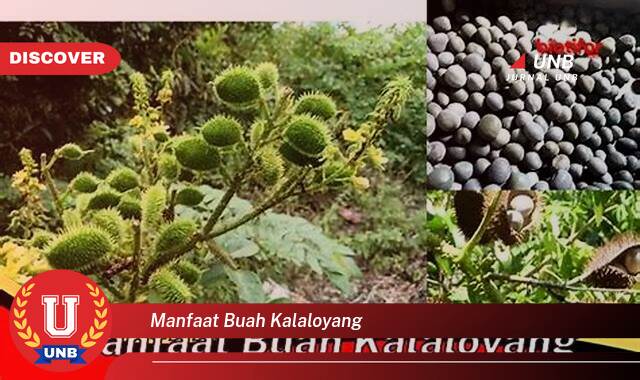 Temukan 8 Manfaat Buah Kalaloyang untuk Kesehatan Tubuh Anda Temukan 8 Manfaat Buah Kalaloyang untuk Kesehatan Tubuh Anda