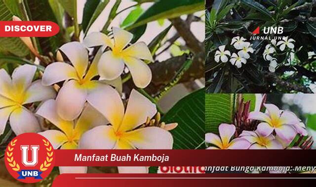 8 Manfaat manfaat buah kamboja yang Wajib kamu ketahui