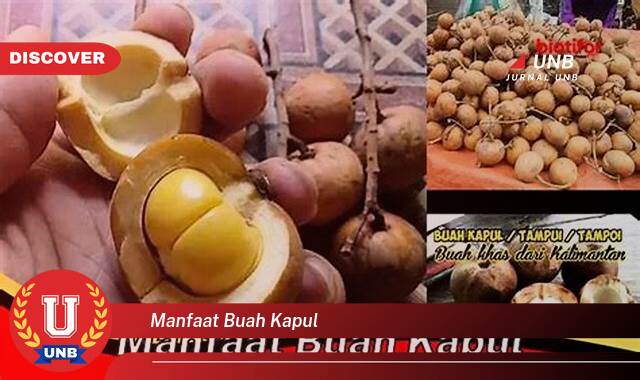 Temukan 10 Manfaat Buah Kapul untuk Kesehatan, Meningkatkan Imunitas dan Menjaga Daya Tahan Tubuh