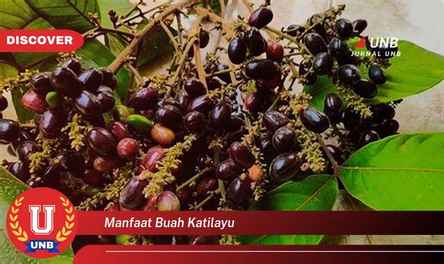 Ketahui 9 Manfaat manfaat buah katilayu yang Wajib Kamu Intip
