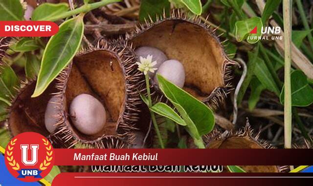 Temukan 10 Manfaat Buah Kebiul untuk Kesehatan Anda yang Menakjubkan