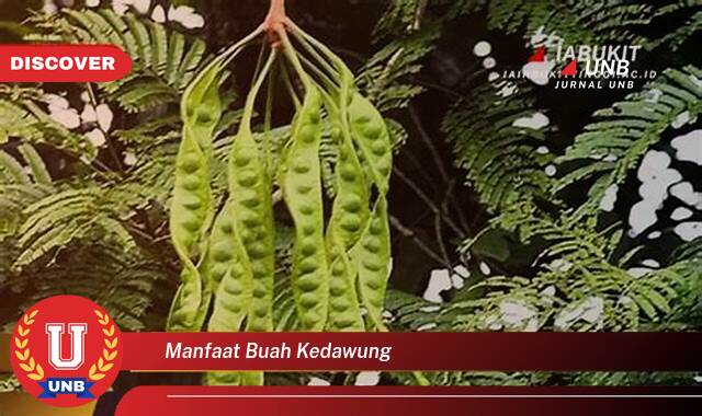 Temukan 8 Manfaat manfaat buah kedawung yang Wajib kamu ketahui