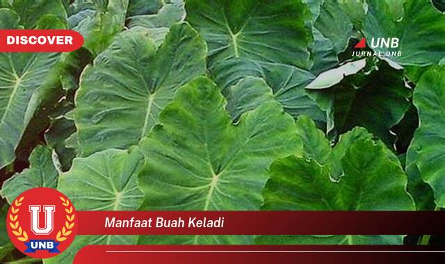 Ketahui 10 Manfaat manfaat buah keladi yang tidak Semua Orang Tau