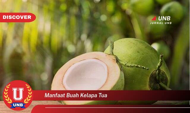 Temukan 10 Manfaat manfaat buah kelapa tua yang Bikin Kamu Penasaran