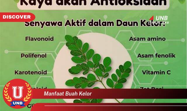 Temukan 10 Manfaat Buah Kelor untuk Kesehatan Tubuh Anda Secara Lengkap