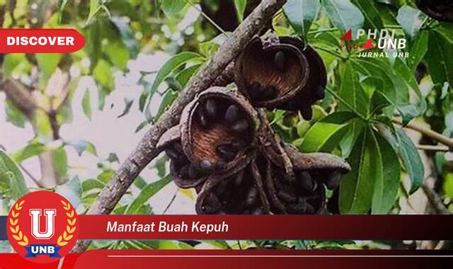10 Manfaat buah kepuh yang Bikin Kamu Penasaran