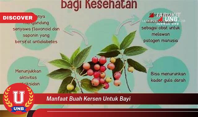 Ketahui 10 Manfaat manfaat buah kersen untuk bayi yang tidak Semua Orang Tau