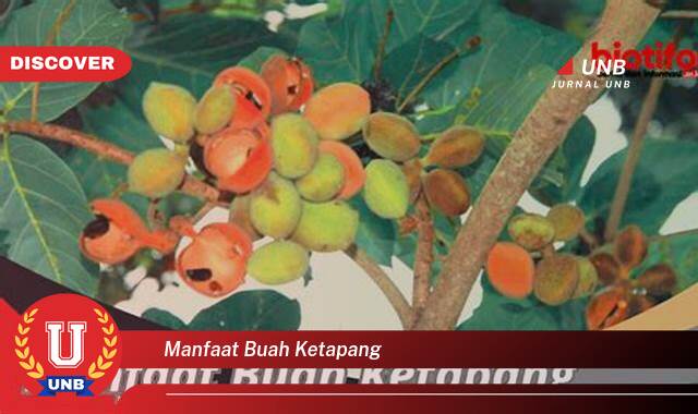 Temukan 8 Manfaat Buah Ketapang untuk Kesehatan Tubuh Anda