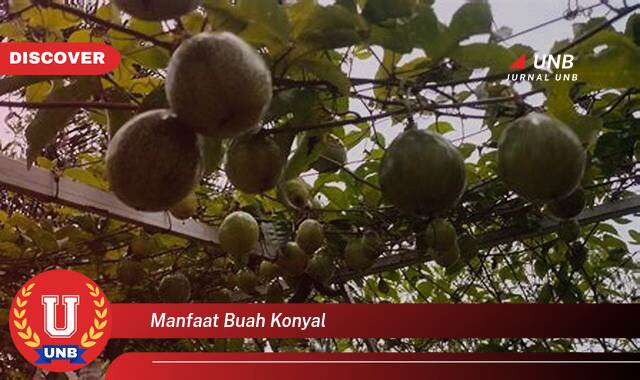 Temukan 9 Manfaat Buah Konyal untuk Kesehatan Tubuh Anda Temukan 9 Manfaat Buah Konyal untuk Kesehatan Tubuh Anda