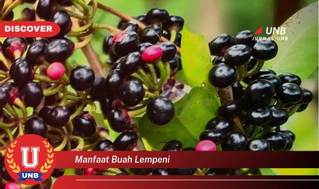 Temukan 9 Manfaat Buah Lempeni untuk Kesehatan Tubuh Anda Temukan 9 Manfaat Buah Lempeni untuk Kesehatan Tubuh Anda