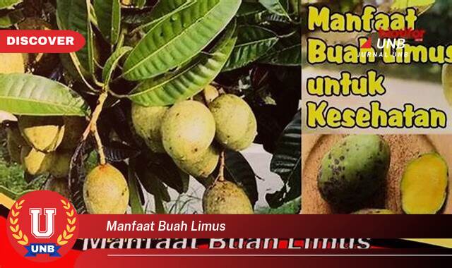 Inilah 9 Manfaat manfaat buah limus yang Wajib kamu ketahui