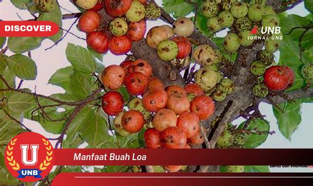 Temukan 10 Manfaat Buah Loa untuk Kesehatan, Kecantikan, dan Lainnya Temukan 10 Manfaat Buah Loa untuk Kesehatan, Kecantikan, dan Lainnya