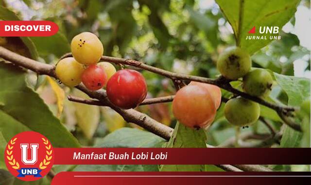 Temukan 8 Manfaat Buah Lobi,lobi untuk Kesehatan Tubuh Anda